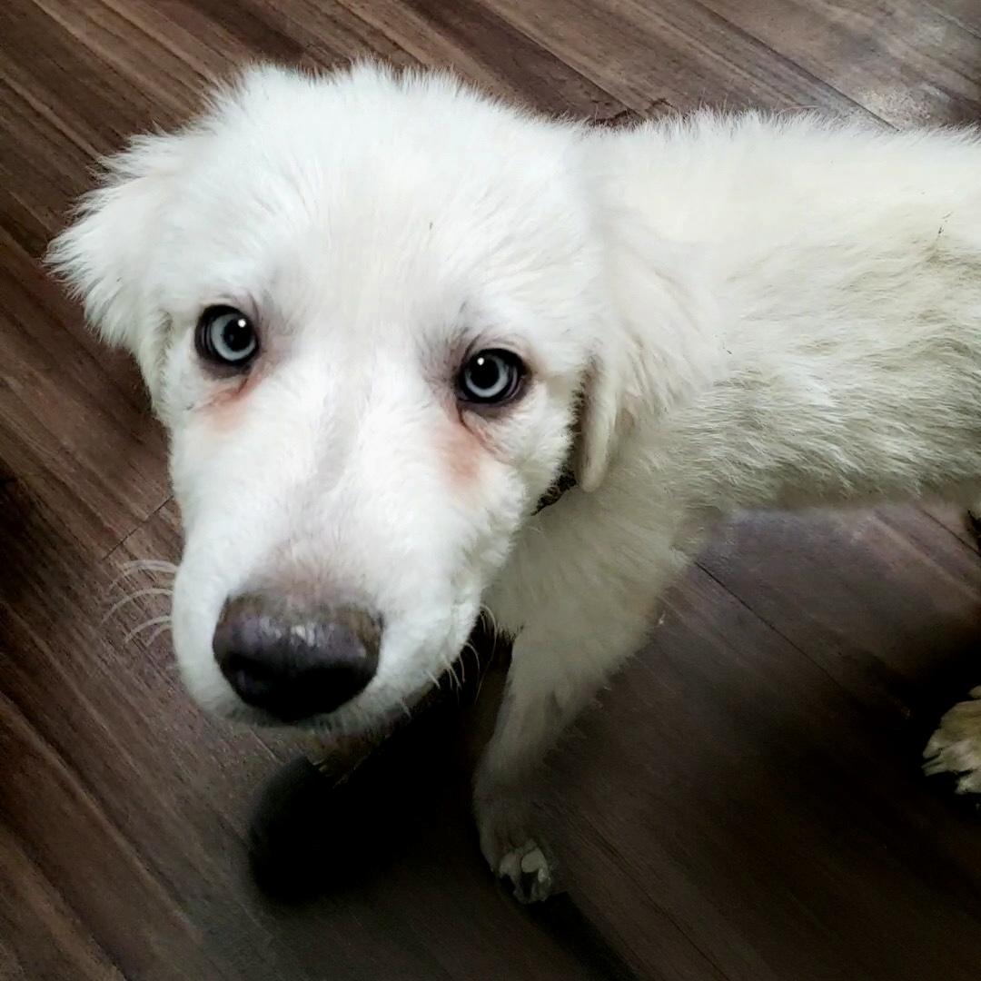 Enlarge Blizzard, a Adoptable mixed breed in Fishers, IN image 1/3