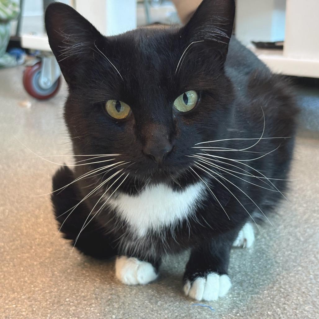 Sorrell, a Adoptable Domestic Short Hair in Cody, WY image 1/6