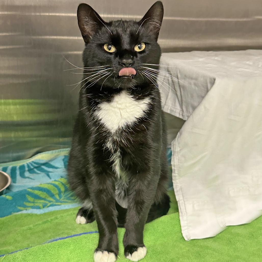 Sorrell, a Adoptable Domestic Short Hair in Cody, WY image 2/6