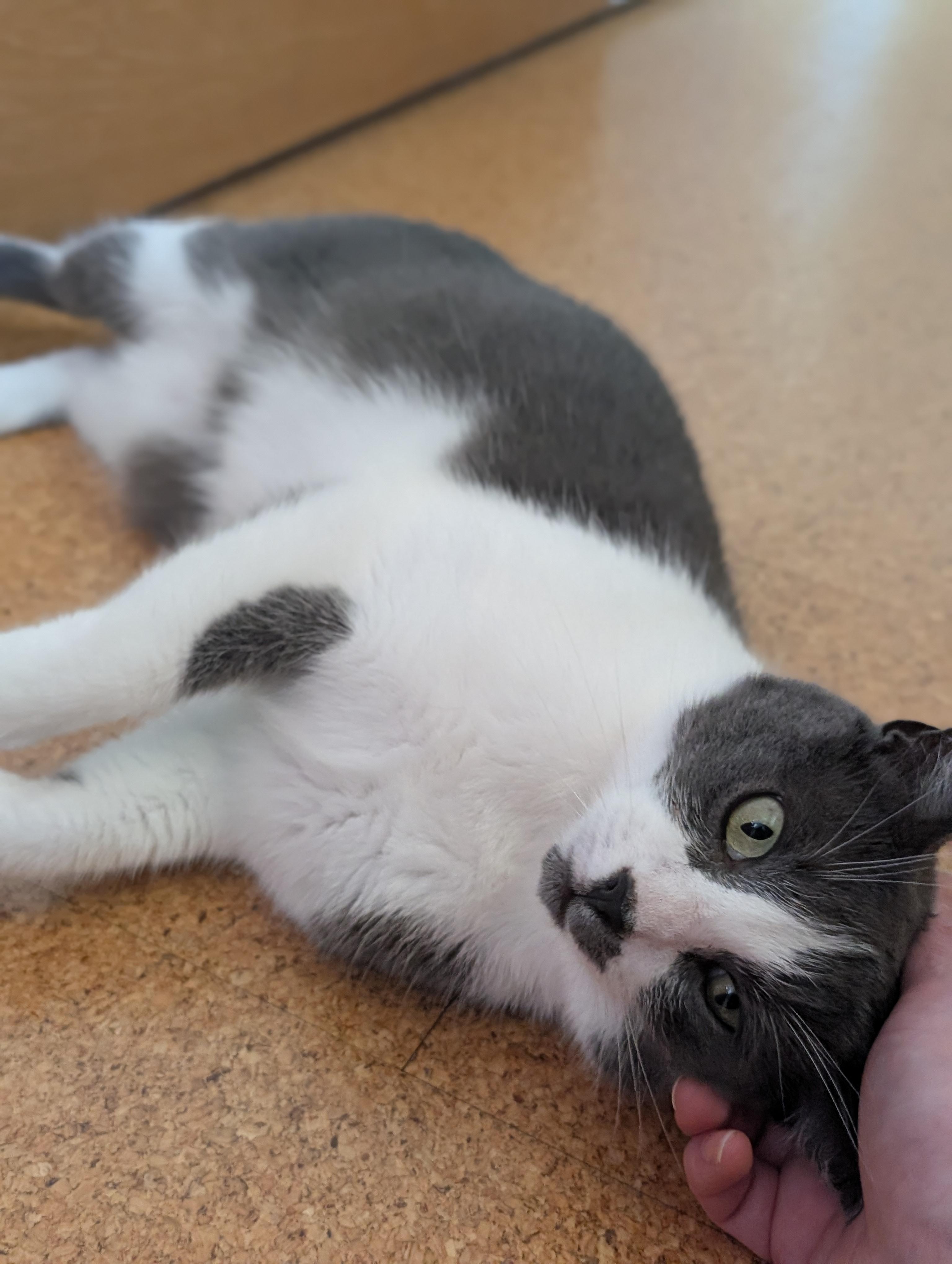 Enlarge Tino, a Adoptable American Shorthair in Santa Monica, CA image 2/6