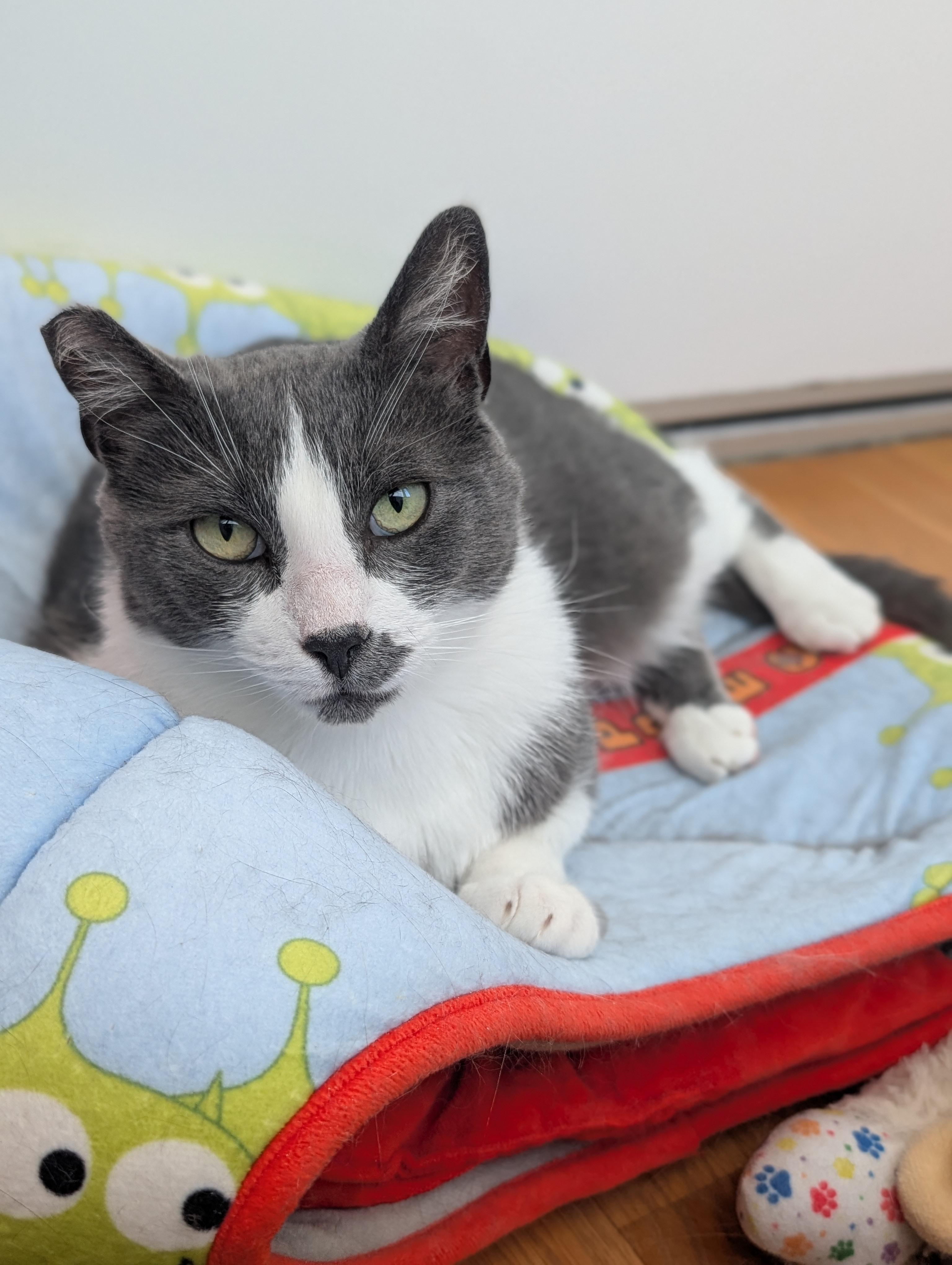 Enlarge Tino, a Adoptable American Shorthair in Santa Monica, CA image 6/6