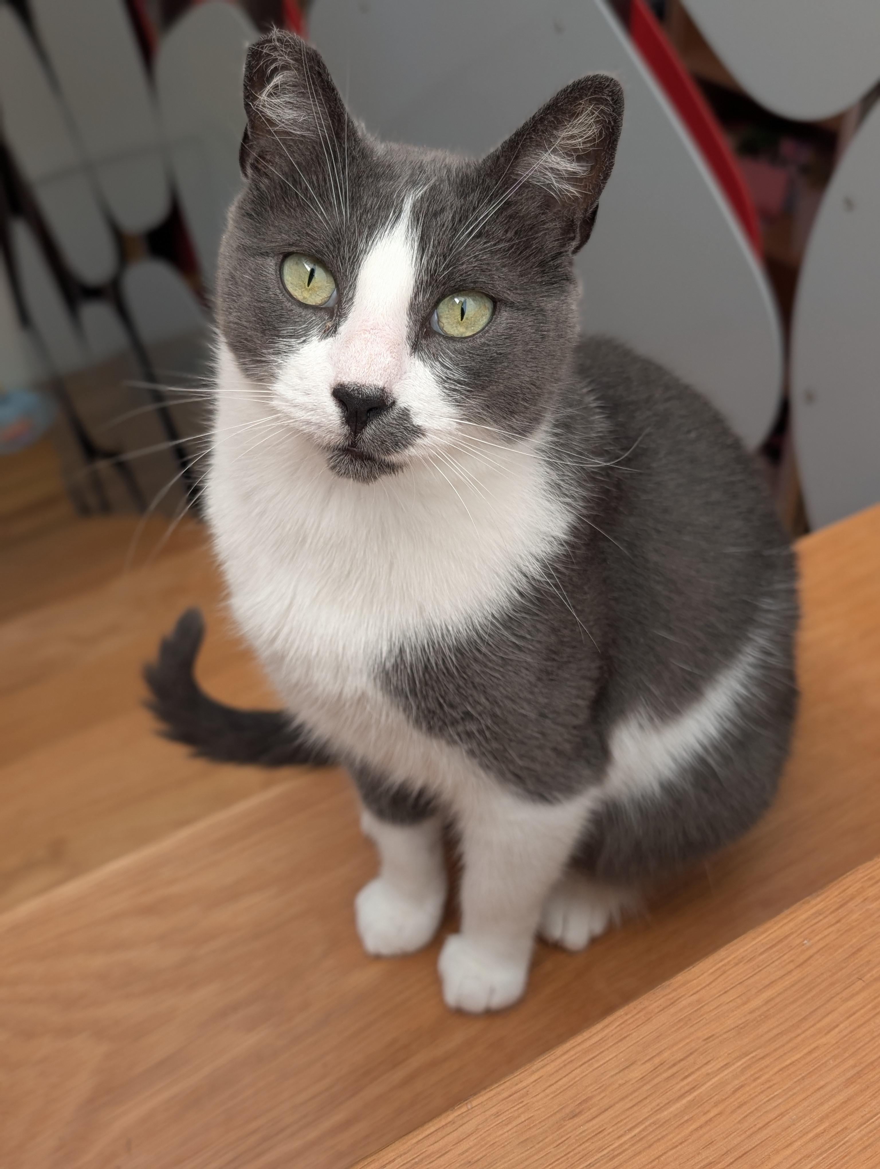 Tino, Adoptable, Young Male American Shorthair.