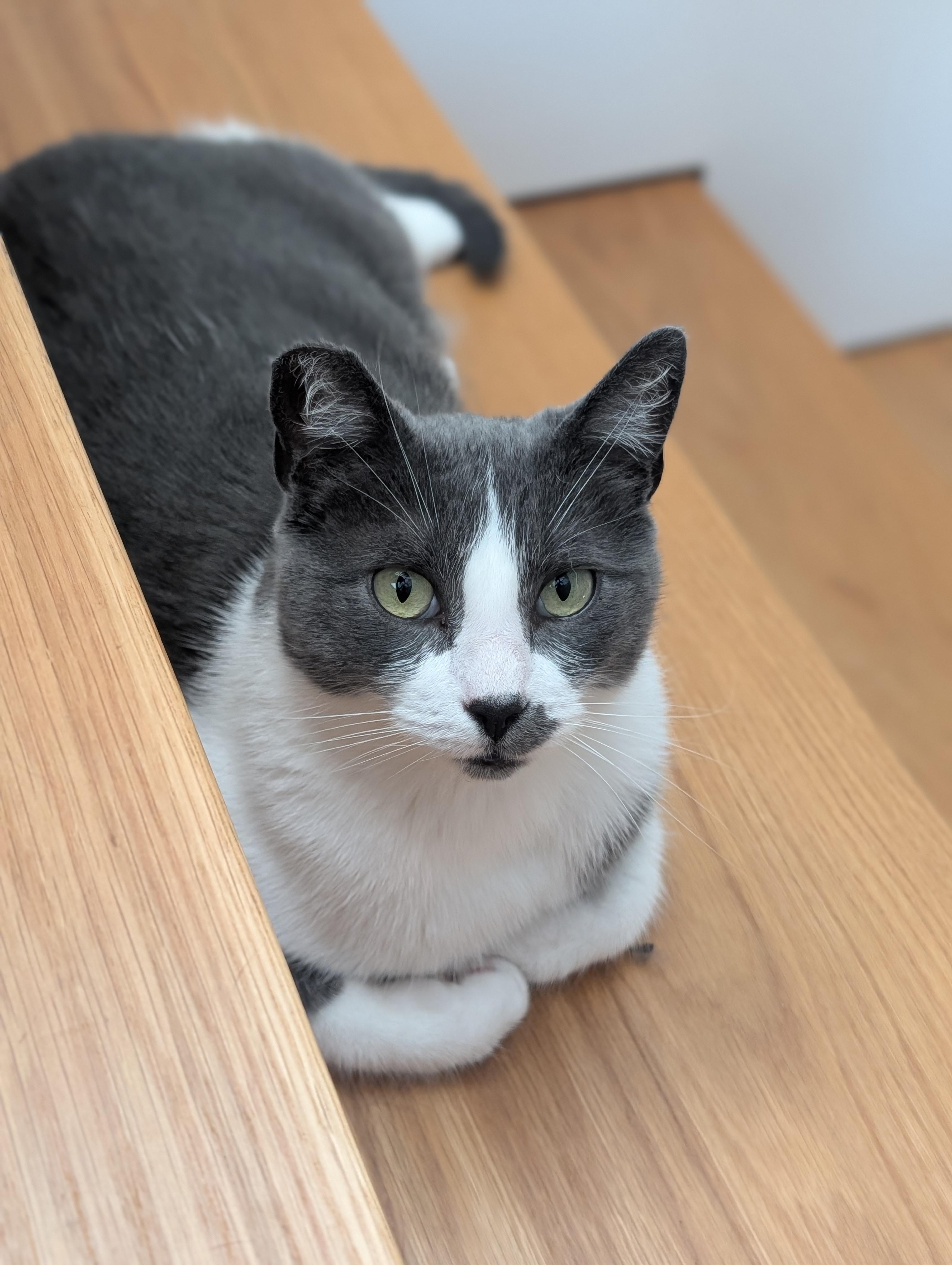 Enlarge Tino, a Adoptable American Shorthair in Santa Monica, CA image 4/6