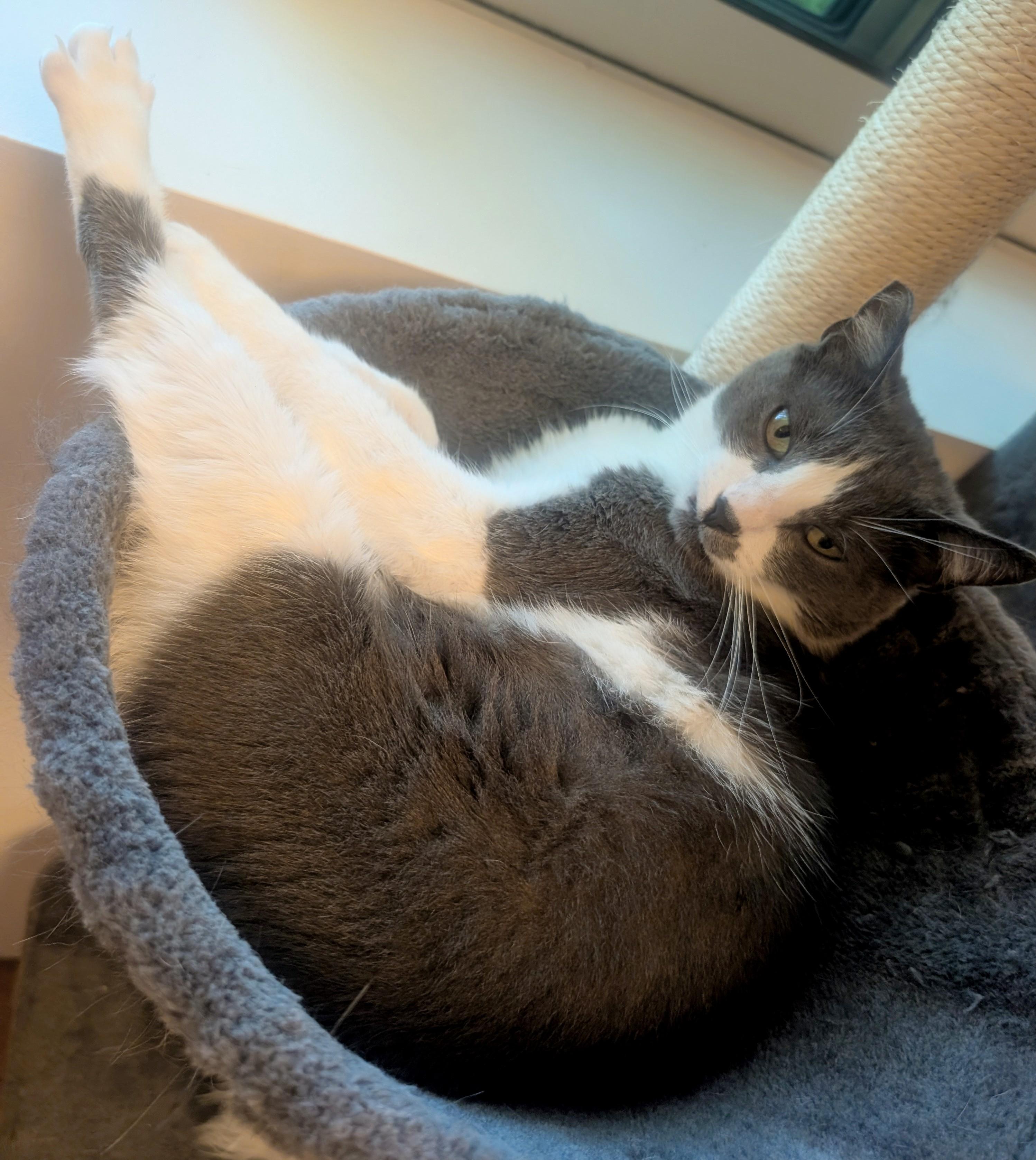 Tino, Adoptable, Young Male American Shorthair.