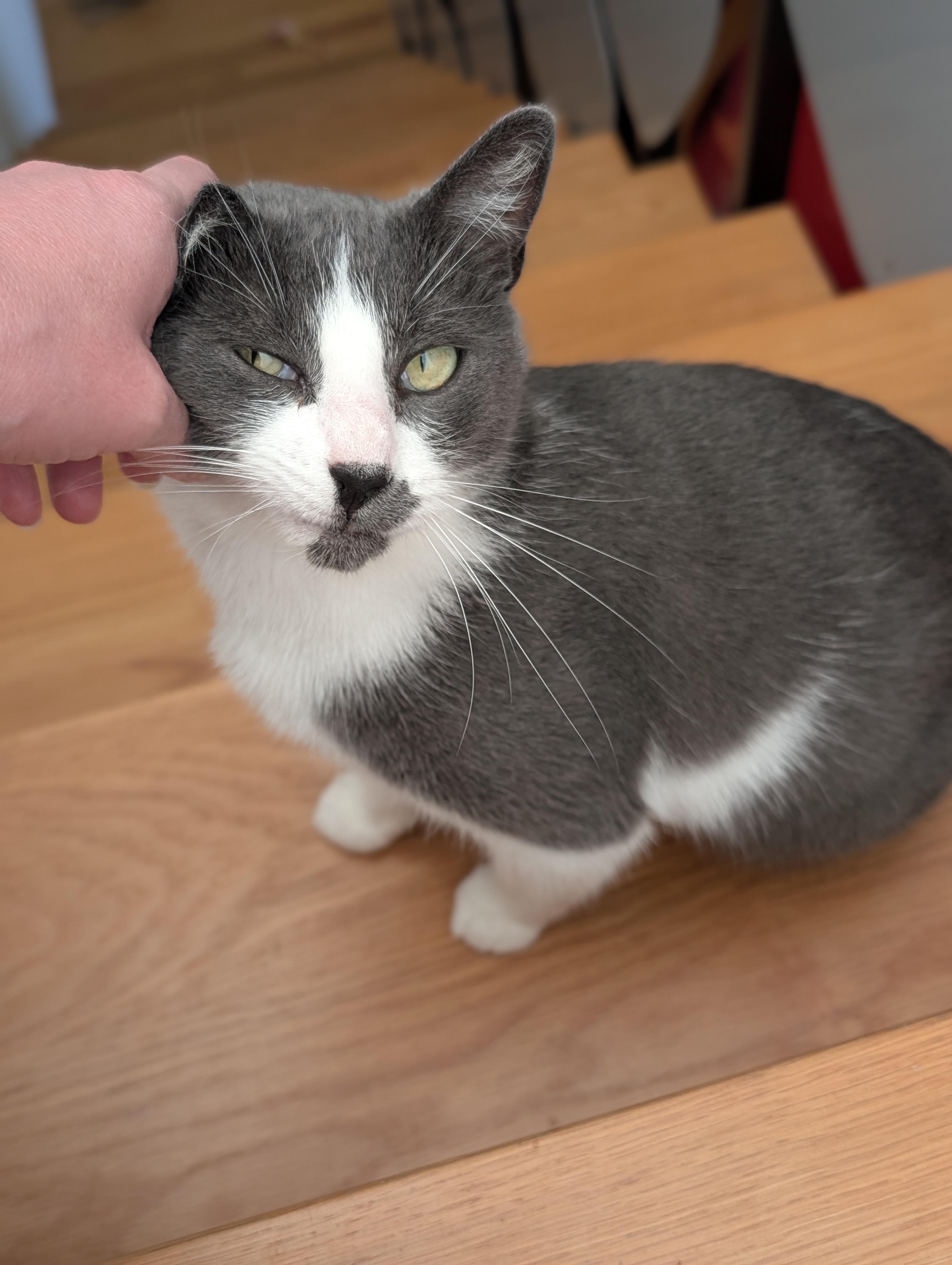 Enlarge Tino, a Adoptable American Shorthair in Santa Monica, CA image 5/6