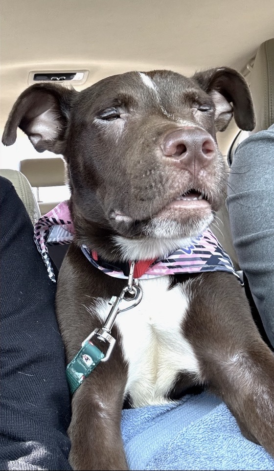 Lucky, a Adoptable Labrador Retriever in Atlanta, GA image 1/3