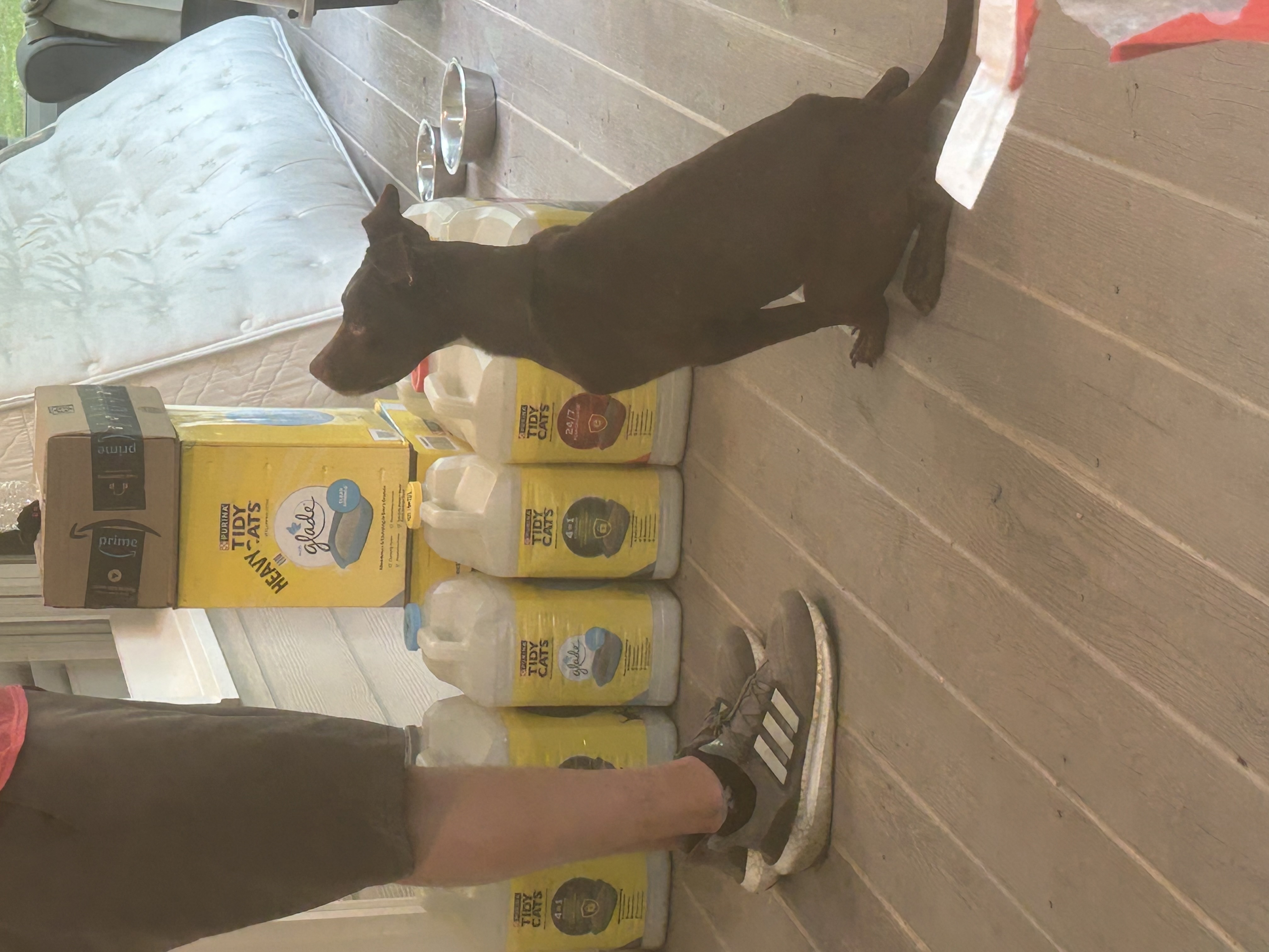 Lucky, a Adoptable Labrador Retriever in Atlanta, GA image 2/3