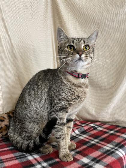 Enlarge Begonia, a Adoptable Domestic Short Hair in Bloomsburg, PA image 1/1