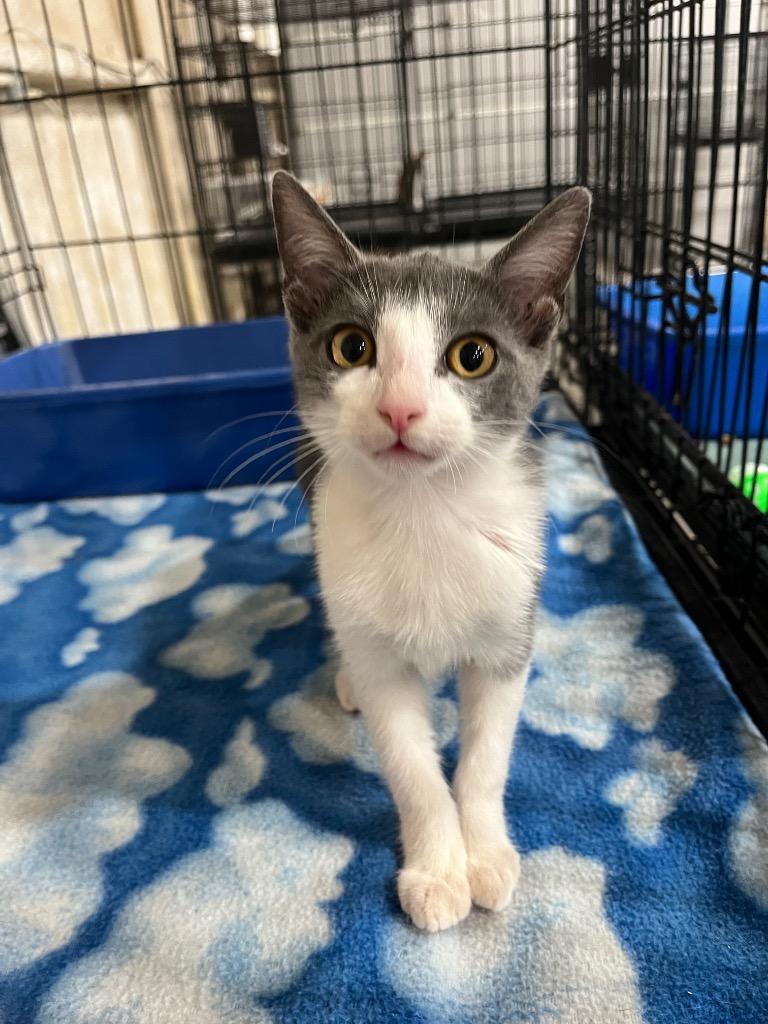 Lorelai, Adopted, Kitten Female Domestic Short Hair.