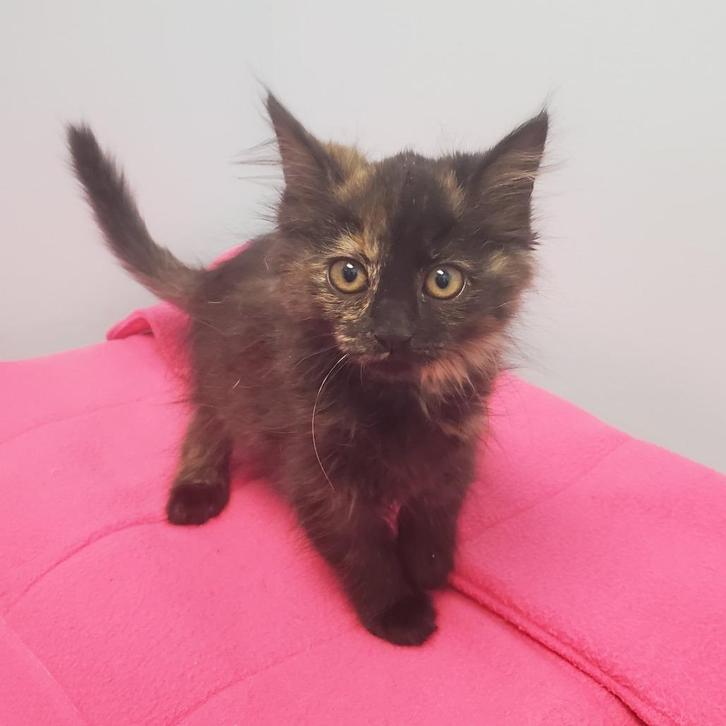 Sol Ruca, Adoptable, Kitten Female Domestic Long Hair.