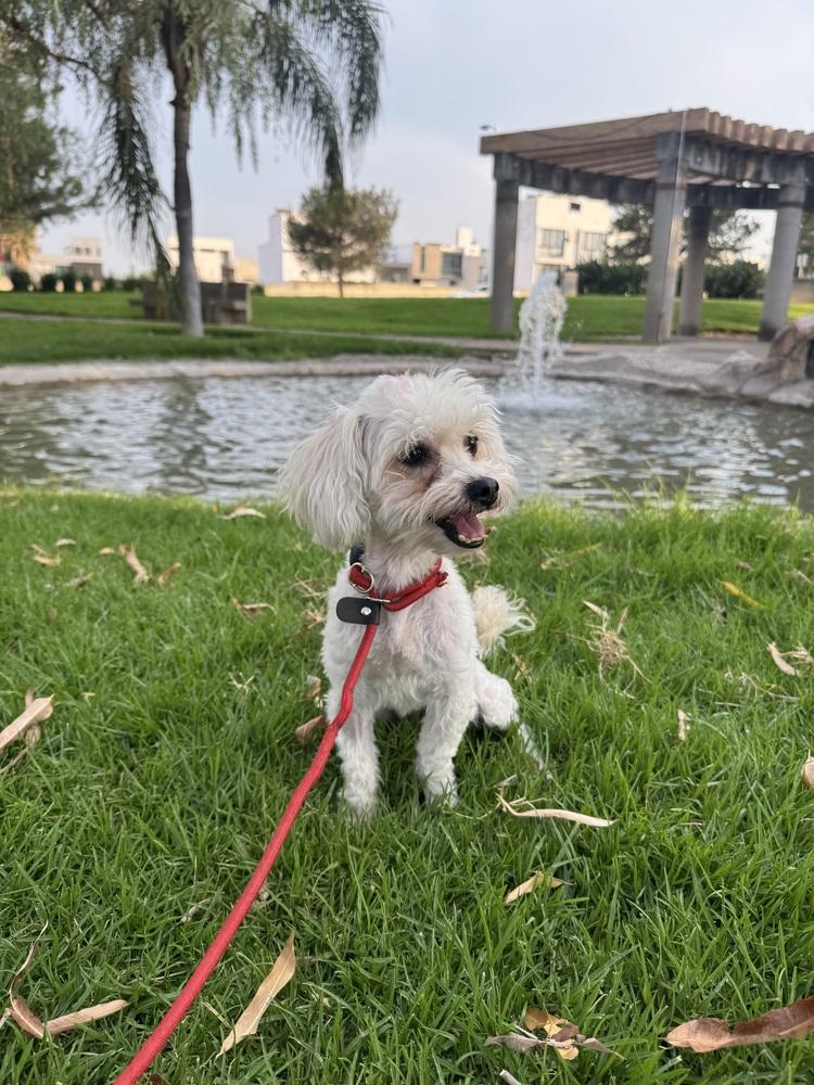 Enlarge Audrey, a Adoptable Poodle in Gig Harbor, WA image 1/6
