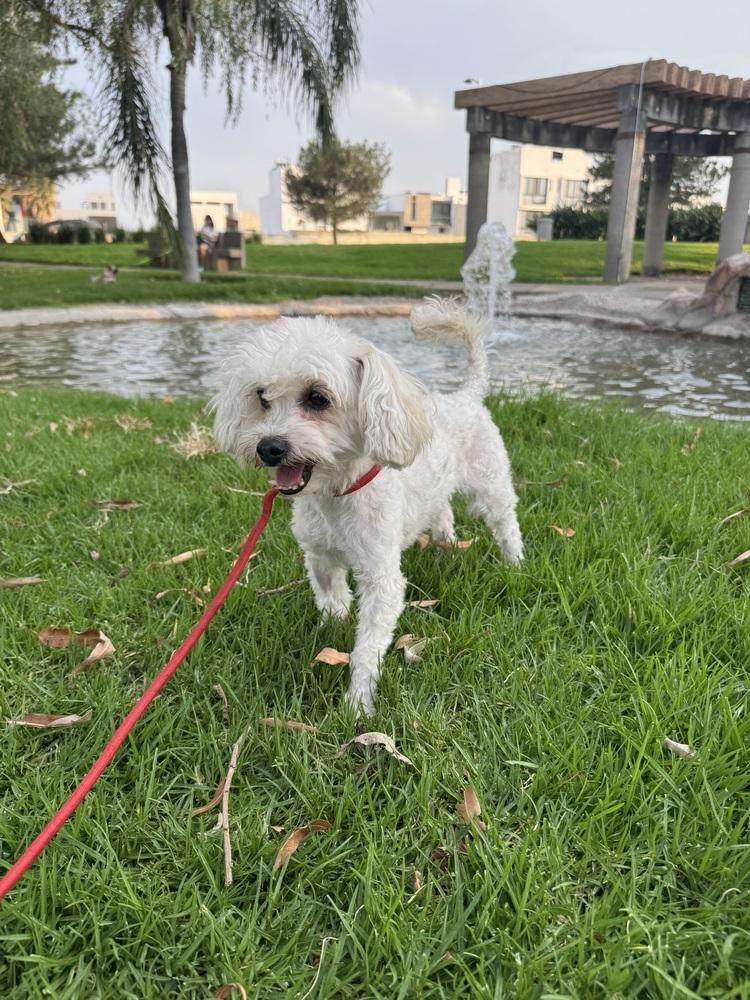 Enlarge Audrey, a Adoptable Poodle in Gig Harbor, WA image 2/6