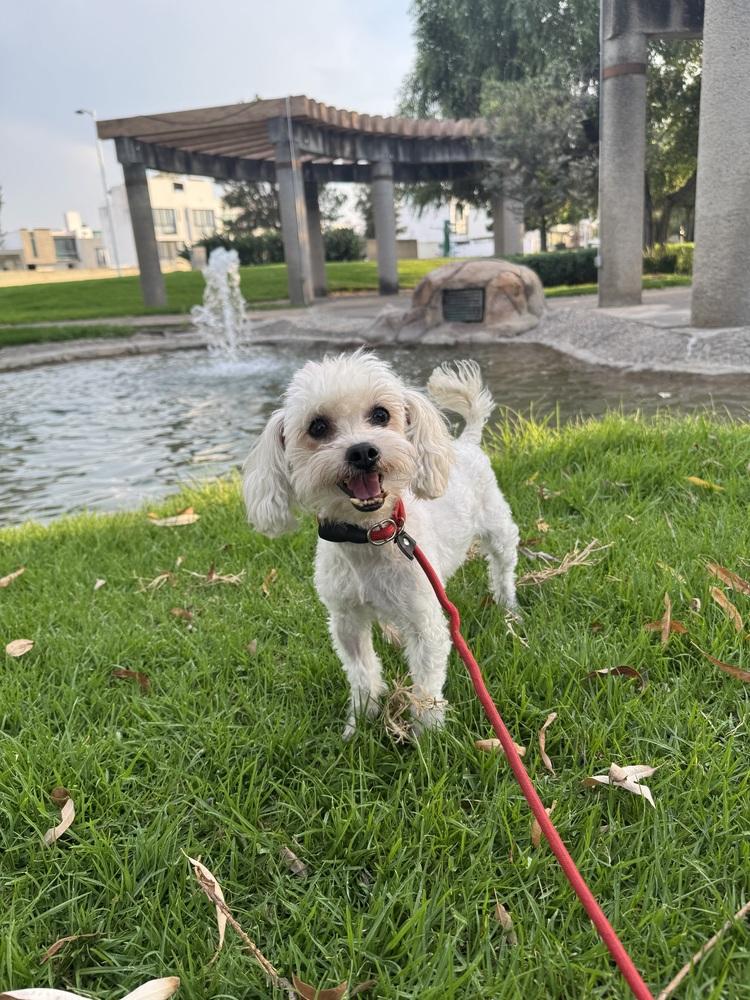 Enlarge Audrey, a Adoptable Poodle in Gig Harbor, WA image 4/6
