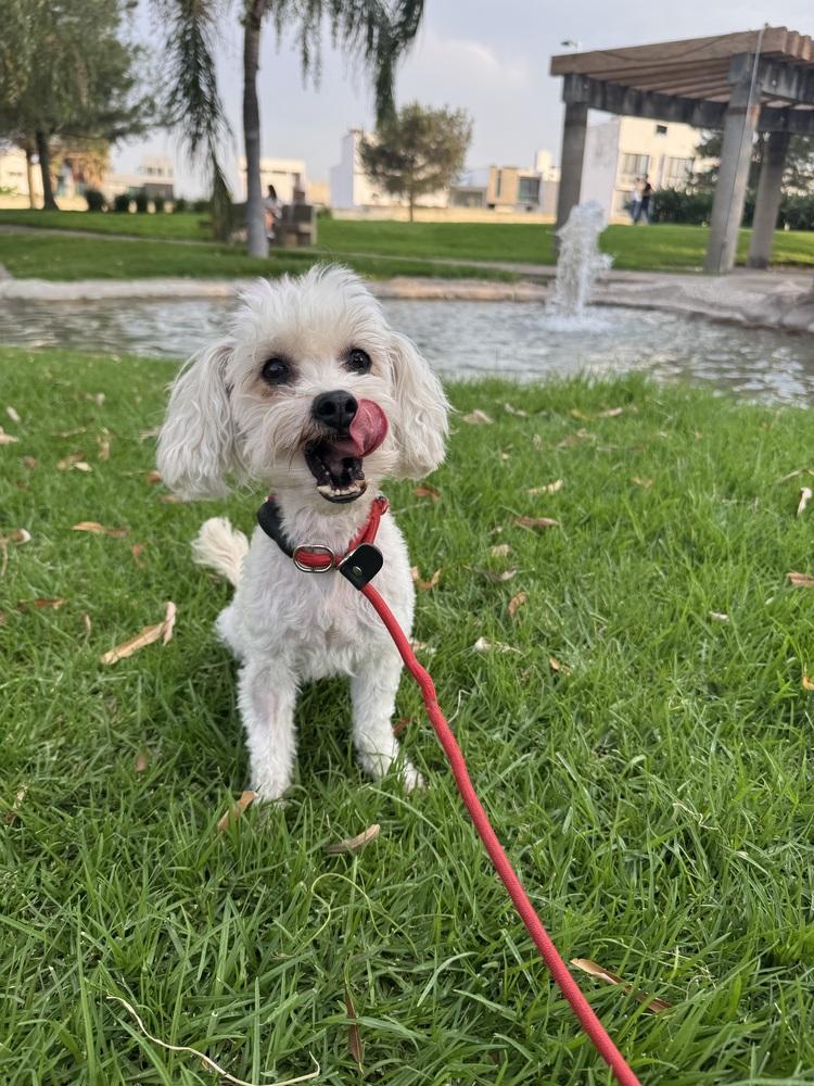 Enlarge Audrey, a Adoptable Poodle in Gig Harbor, WA image 6/6