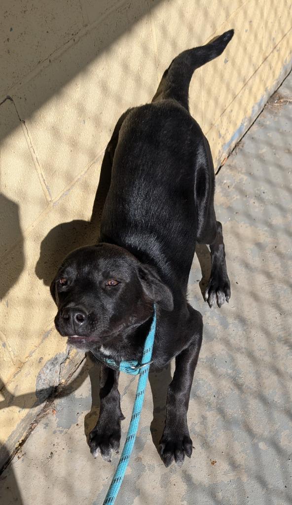 Enlarge Doki, a Adoptable mixed breed in Havre, MT image 2/2