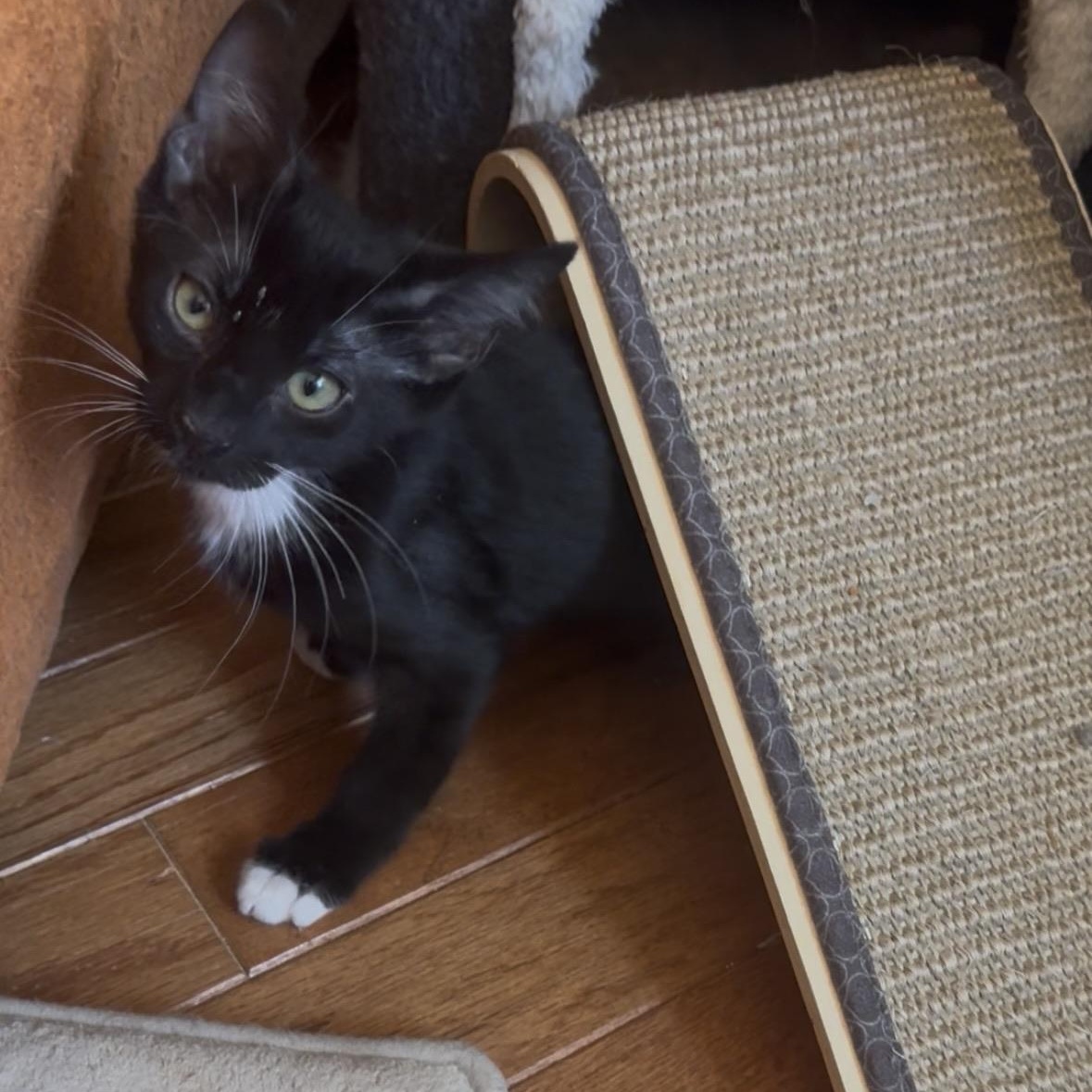 The Kittens of SCKR June 2025