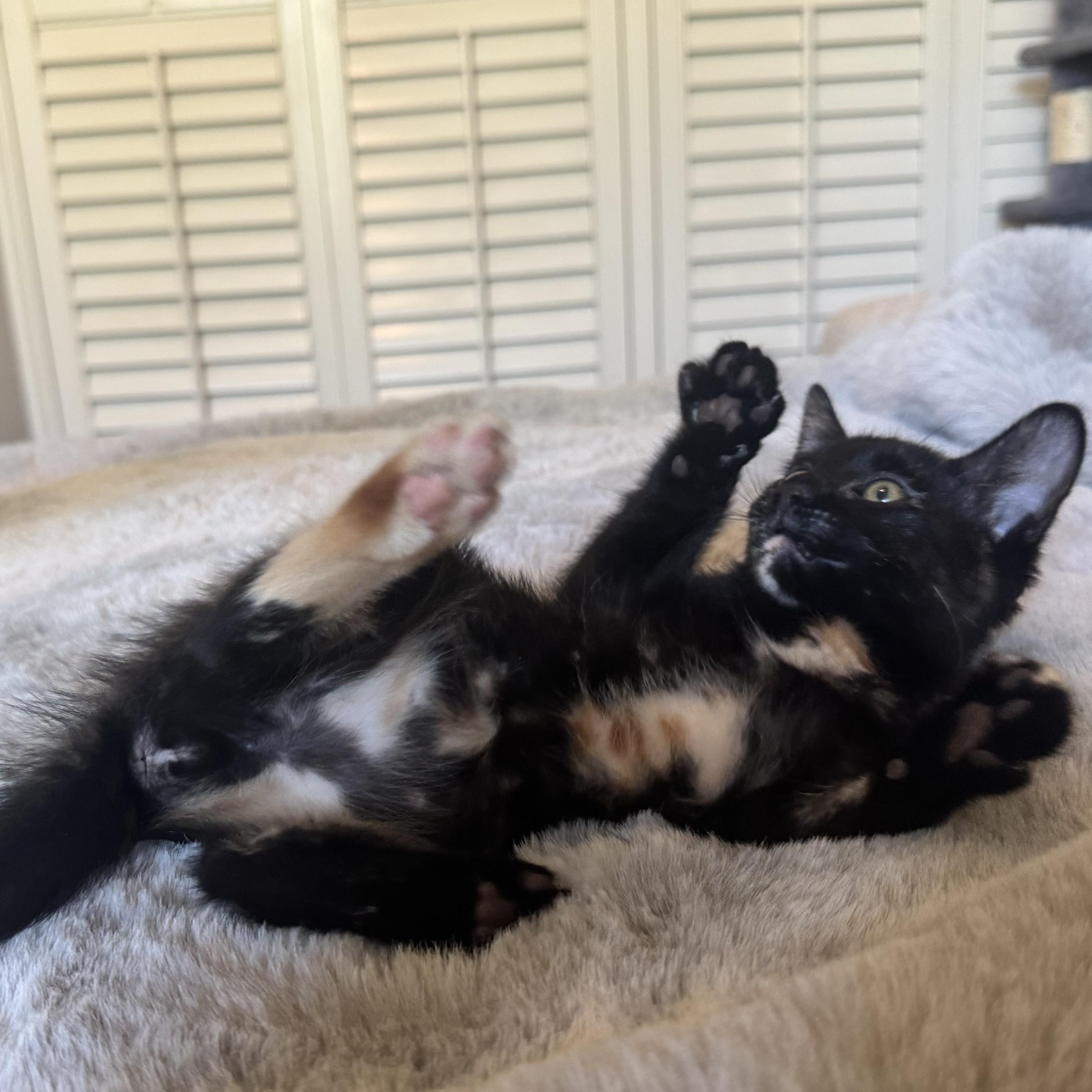 The Kittens of SCKR June 2025 photo 3