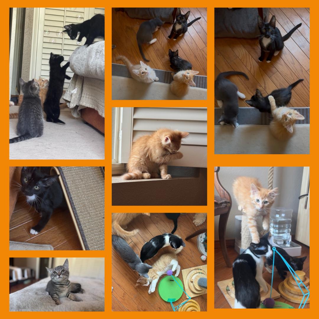 The Kittens of SCKR June 2025 photo 2