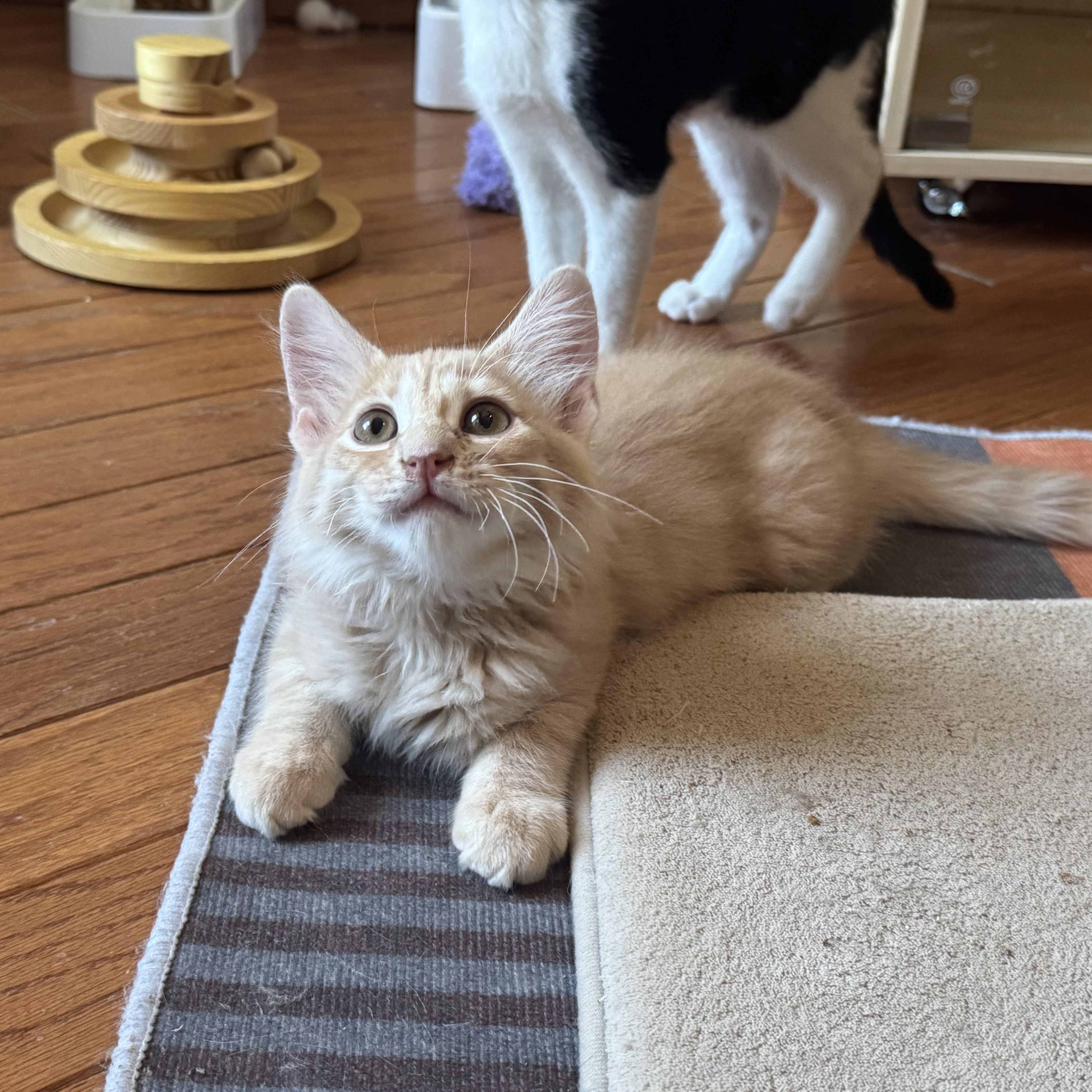 The Kittens of SCKR June 2025 photo 4