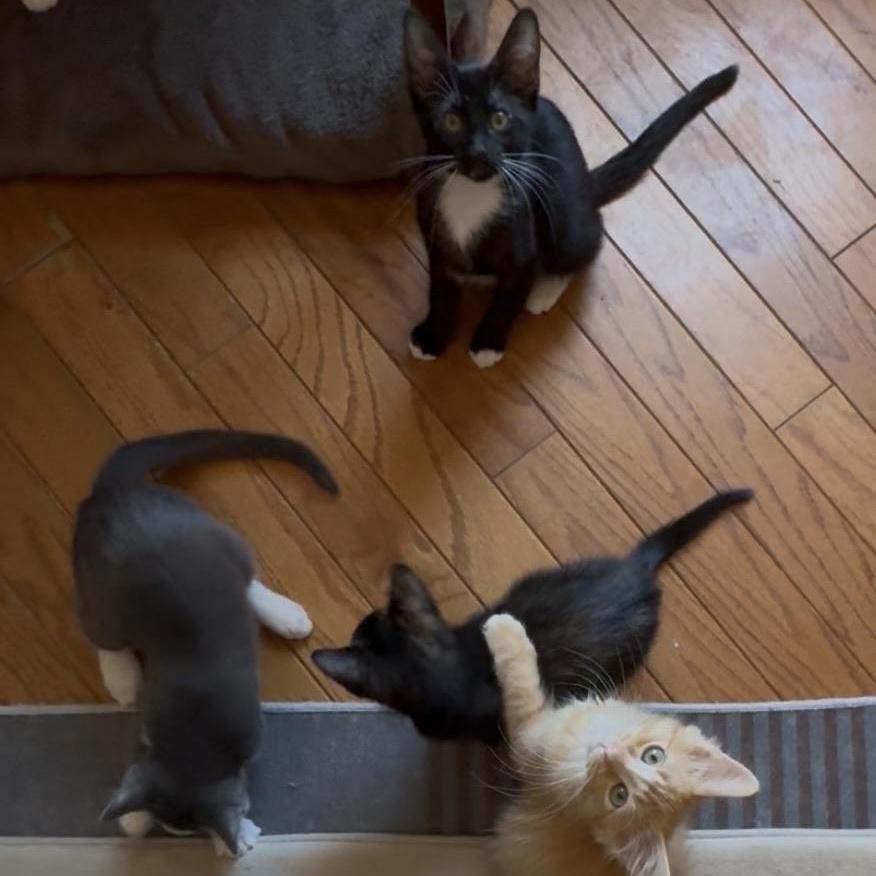 The Kittens of SCKR June 2025 photo 5