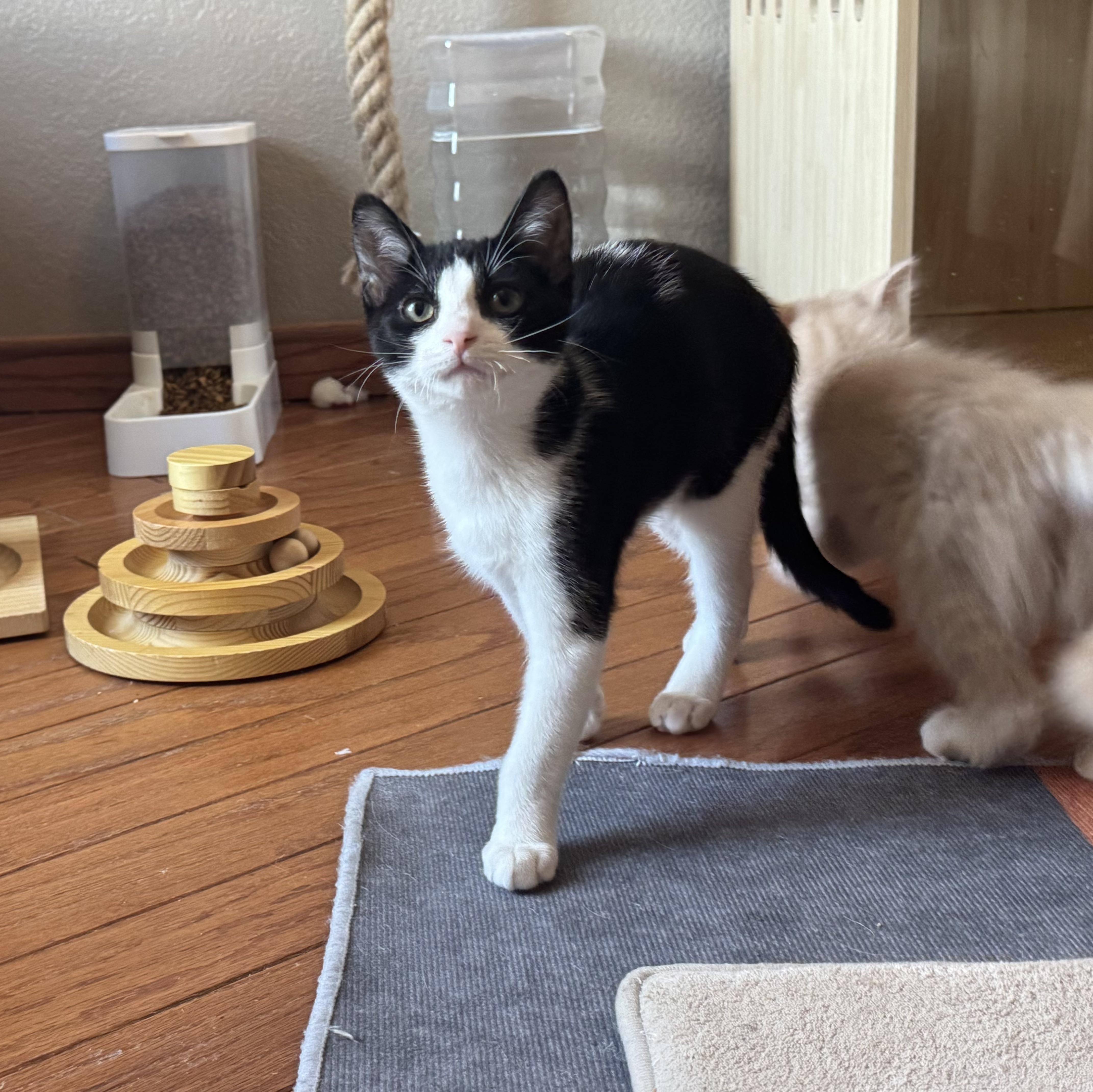 The Kittens of SCKR June 2025 photo 6