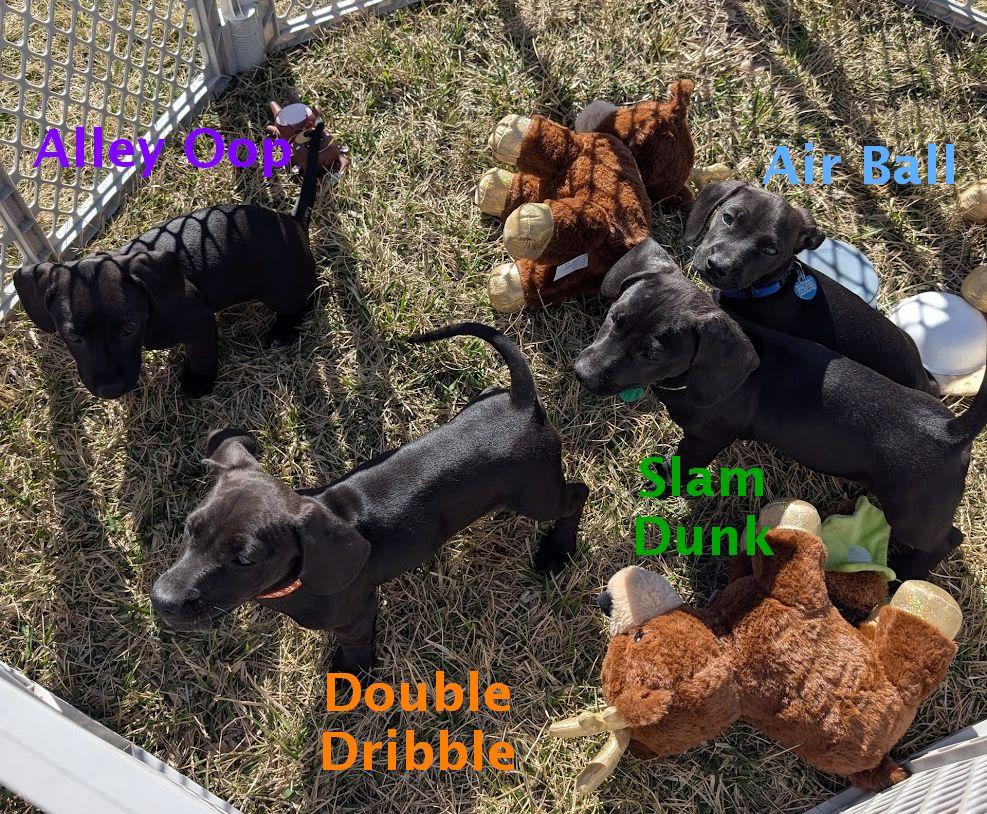 Enlarge AIR BALL, an adopted mixed breed in Lincoln, NE image 5/6