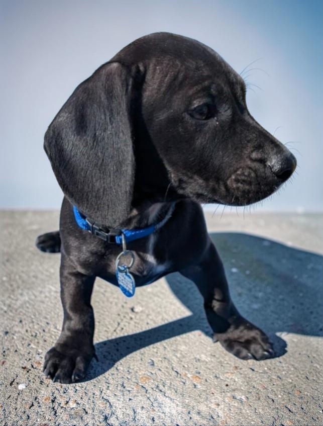 Enlarge AIR BALL, an adopted mixed breed in Lincoln, NE image 2/6