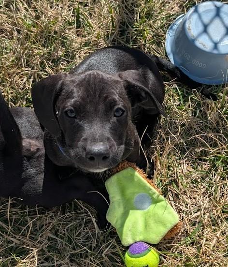 Enlarge AIR BALL, an adopted mixed breed in Lincoln, NE image 3/6