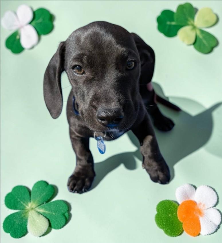 AIR BALL, adopted, Puppy Male Dachshund & Black Labrador Retriever.