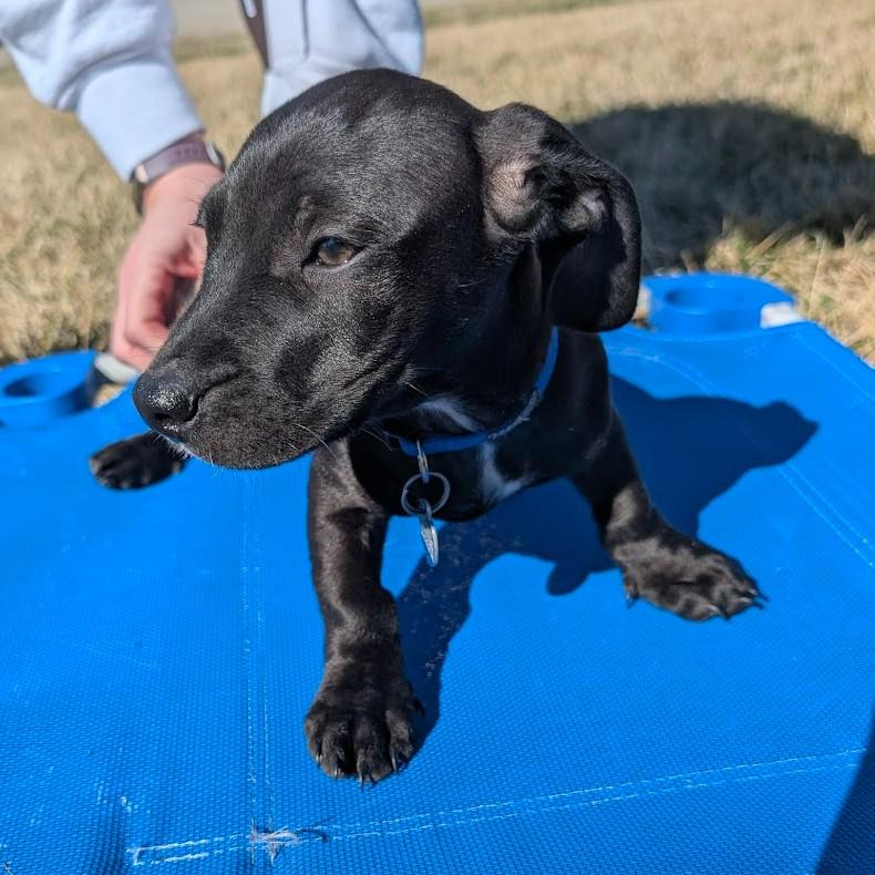 Enlarge AIR BALL, an adopted mixed breed in Lincoln, NE image 4/6