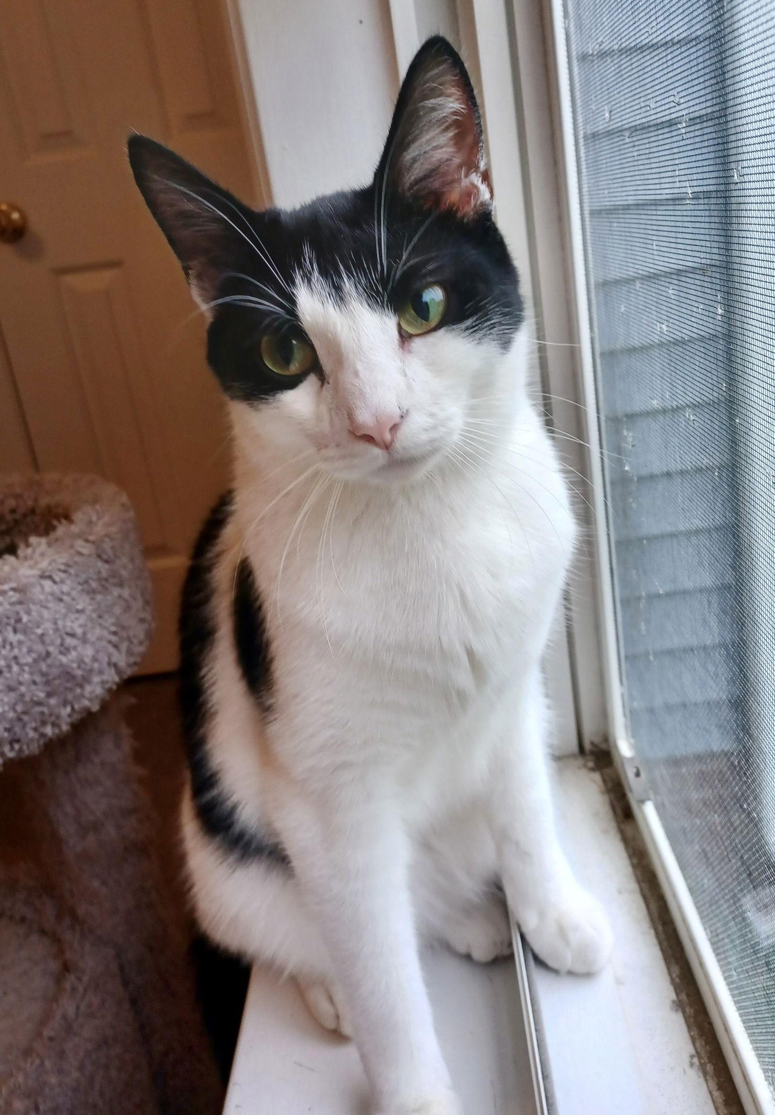 Berlioz, Adoptable, Young Male Domestic Short Hair.