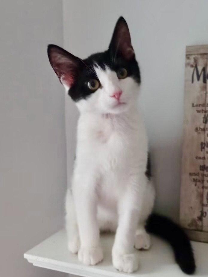 Berlioz, a Adoptable Domestic Short Hair in Garner, NC image 2/2
