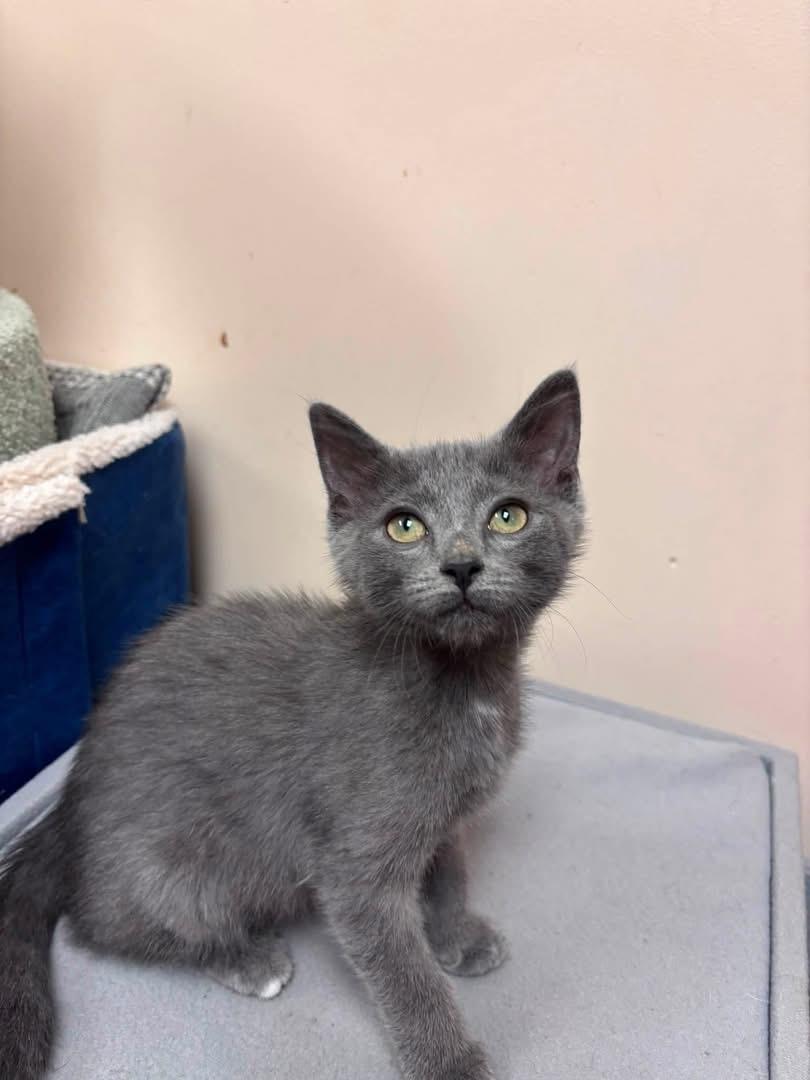 Enlarge Nicky Nine Lives, an adopted Domestic Short Hair in Steger, IL image 2/2