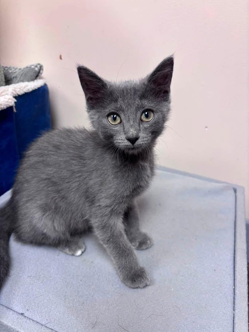 Enlarge Nicky Nine Lives, an adopted Domestic Short Hair in Steger, IL image 1/2