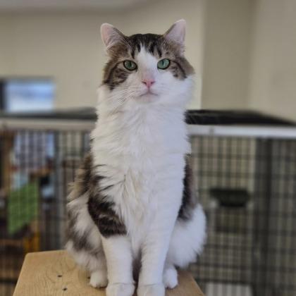 Hopper, a Adoptable mixed breed in Woodstock, IL image 1/3
