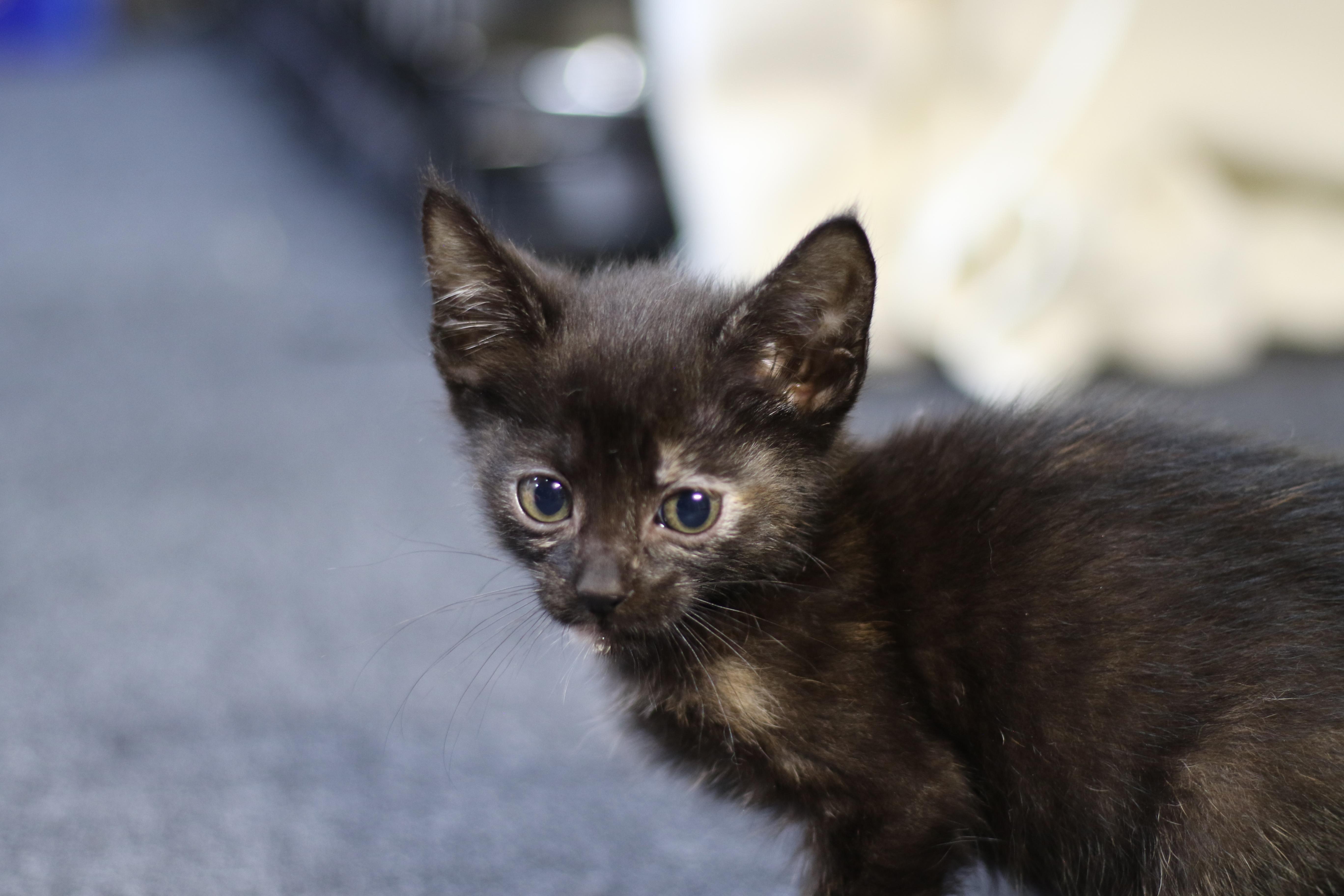 Isla, an adoptable Domestic Short Hair in Cut Bank, MT, 59427 | Photo Image 1