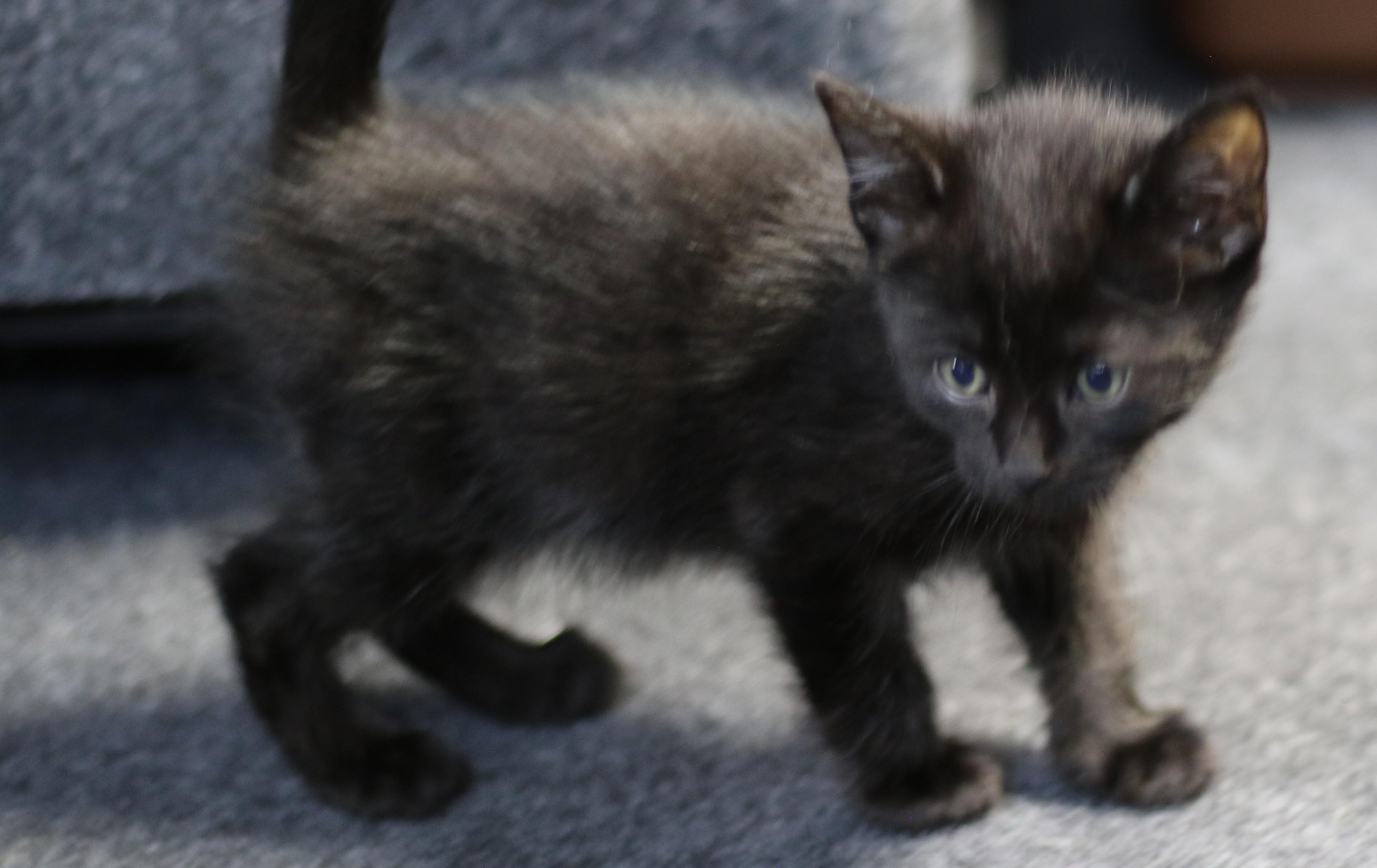 Isla, an adoptable Domestic Short Hair in Cut Bank, MT, 59427 | Photo Image 4