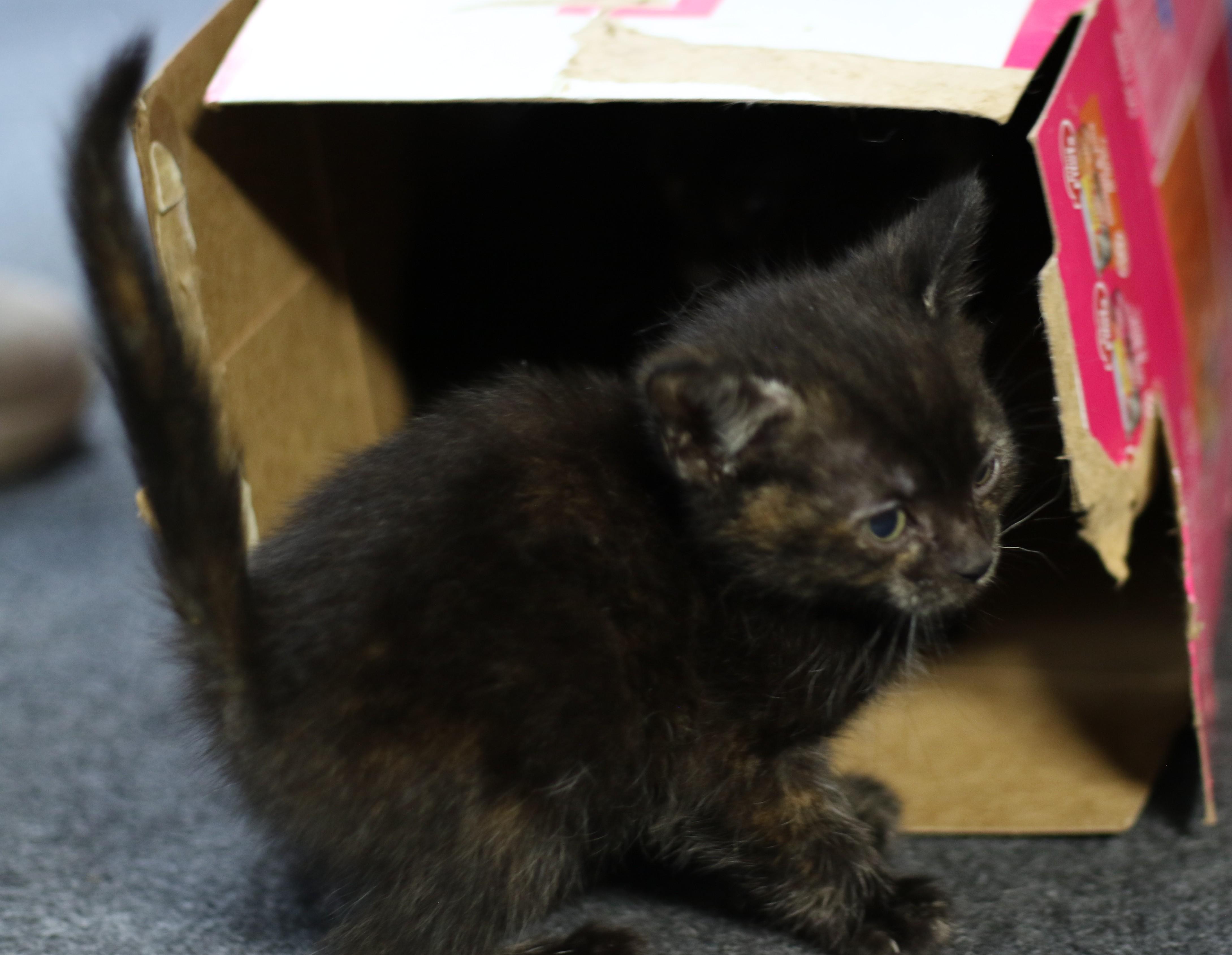 Isla, an adoptable Domestic Short Hair in Cut Bank, MT, 59427 | Photo Image 3