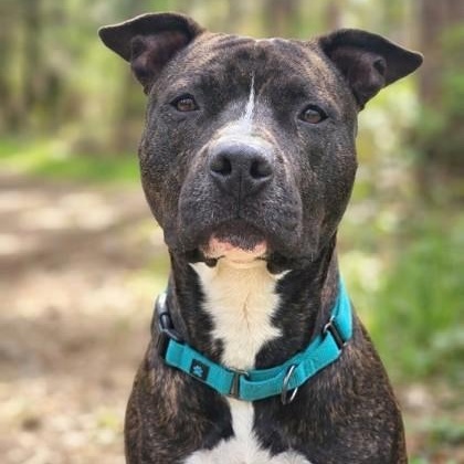 Enlarge Ronin, a ADOPTABLE Pit Bull Terrier in Bridgeport, CA image 1/1