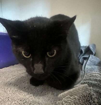 Ashley, Adoptable, Young Male Domestic Short Hair & Domestic Short Hair.