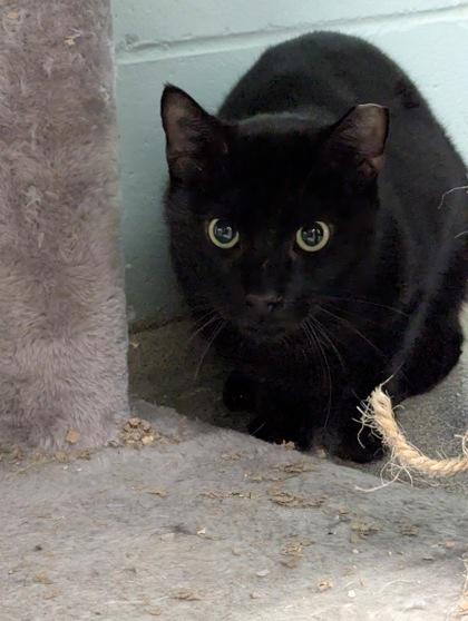 Ashley, Adoptable, Young Male Domestic Short Hair & Domestic Short Hair.