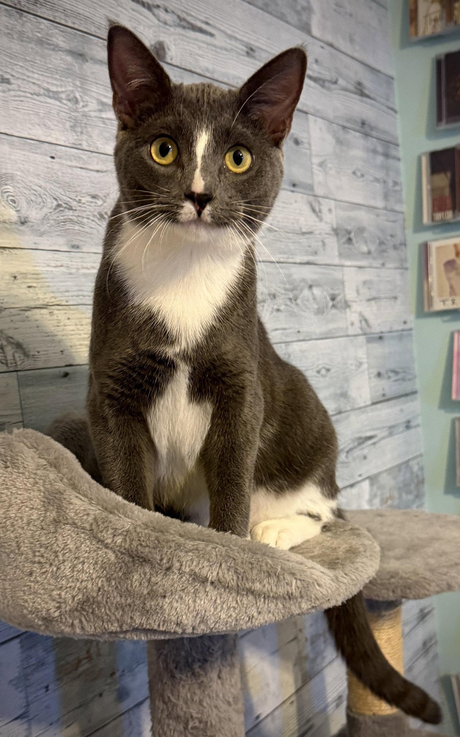 Enlarge Slate, a Adopted Domestic Short Hair in Island Lake, IL image 1/3