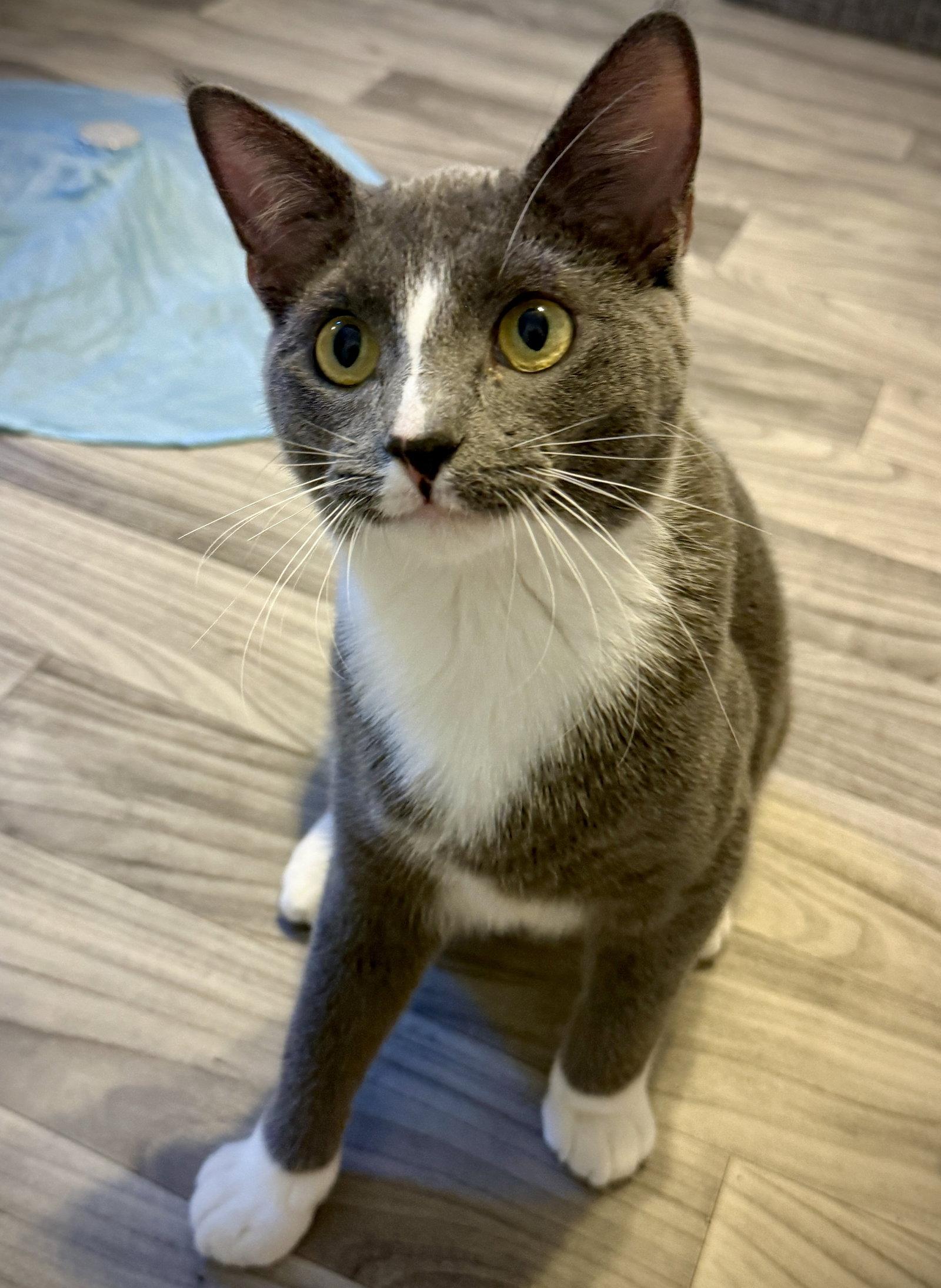 Enlarge Slate, a Adopted Domestic Short Hair in Island Lake, IL image 2/3
