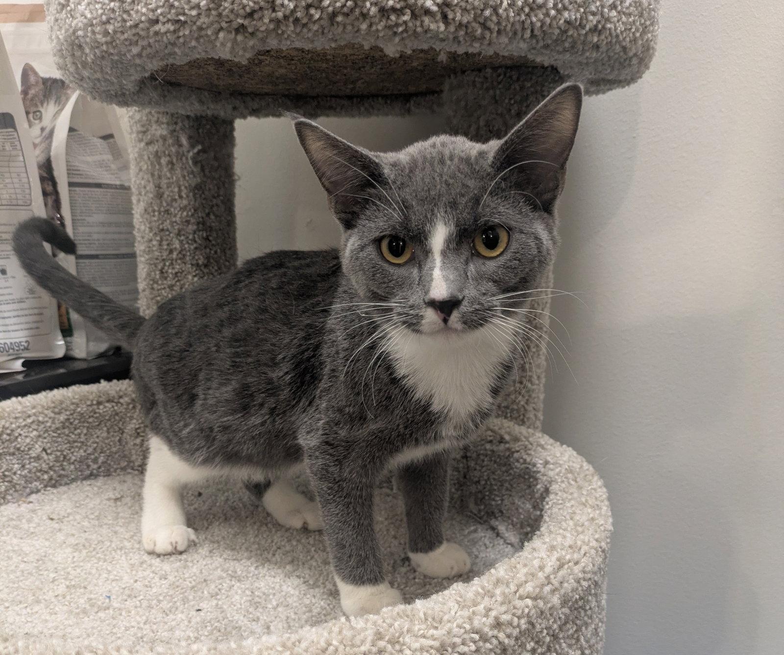 Enlarge Slate, a Adopted Domestic Short Hair in Island Lake, IL image 3/3