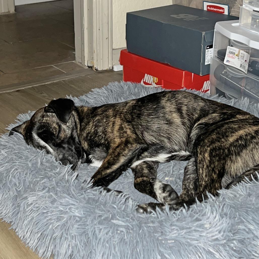 Wyatt, Adoptable, Puppy Male Chihuahua & Mixed Breed.