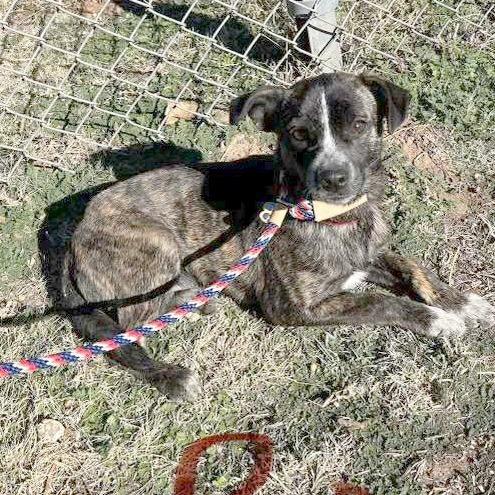 Wyatt, Adoptable, Puppy Male Chihuahua & Mixed Breed.