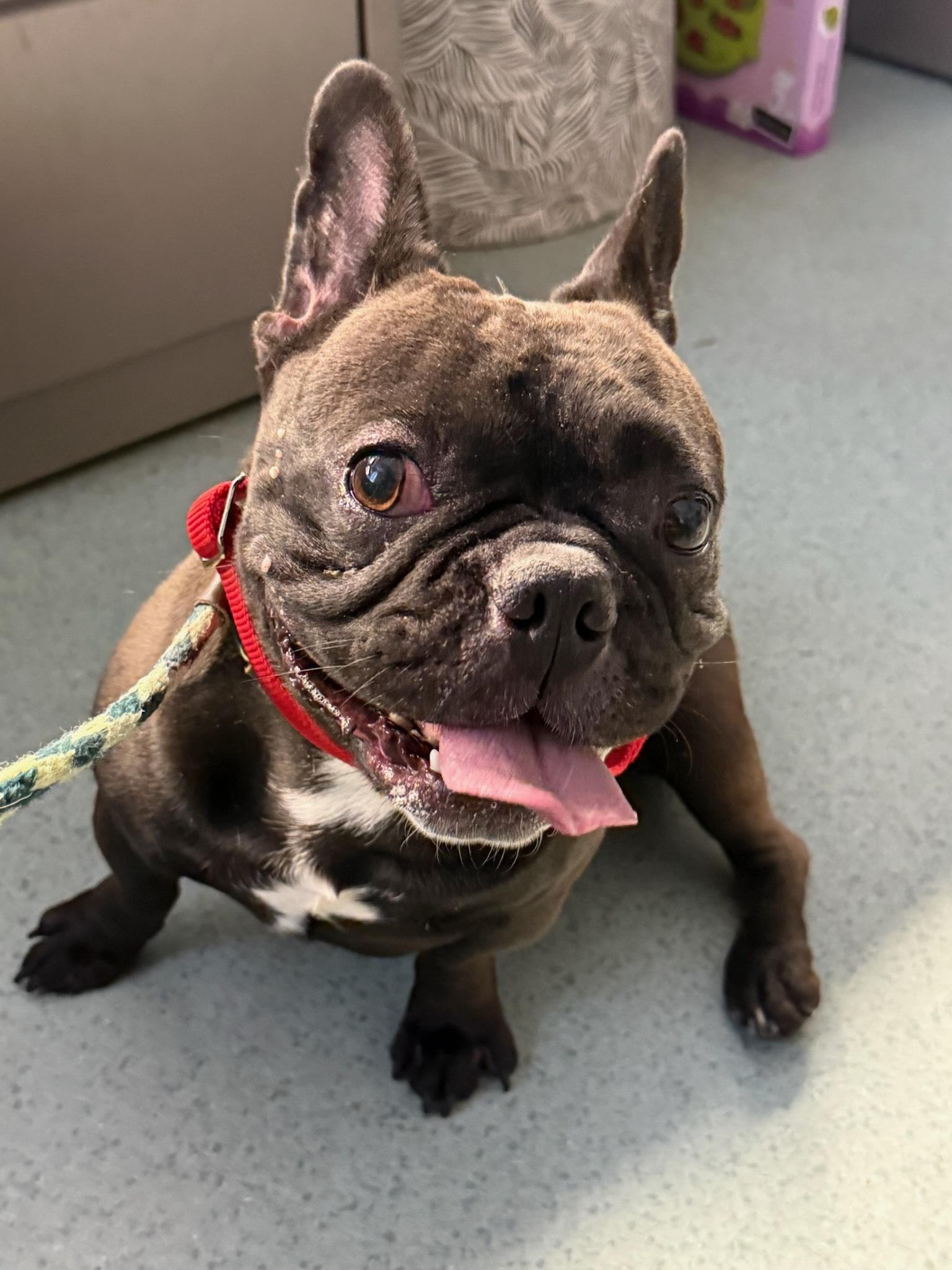 Enlarge Drago, a other French Bulldog in Teterboro, NJ image 1/1