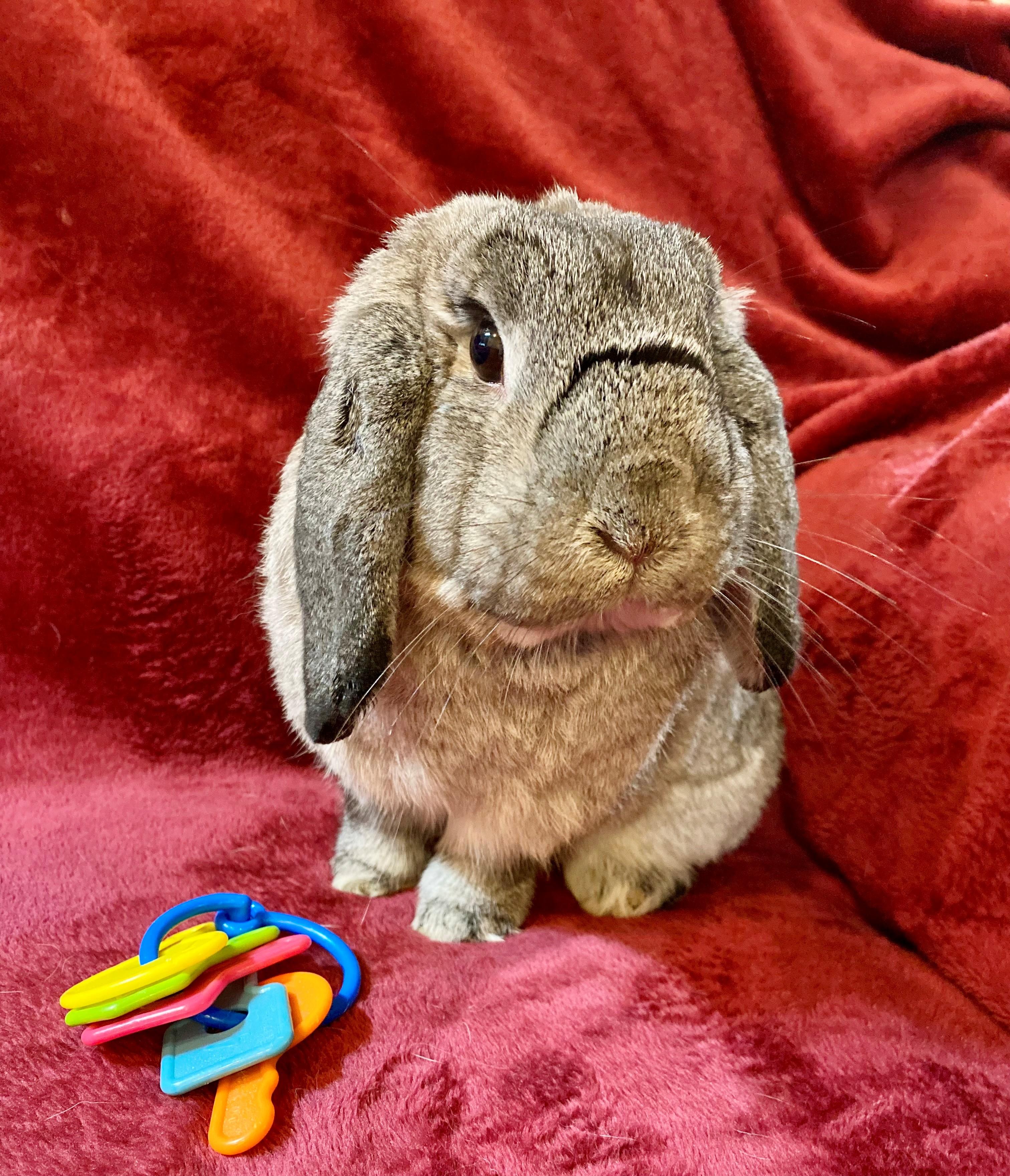 Toto is an adorable Chinchilla Lop with the cutest face and a personality all his own His journey h