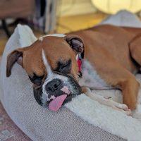 Derby, Adoptable, Adult Male Boxer.