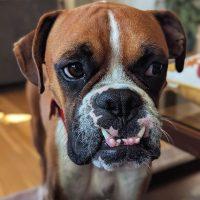 Enlarge Derby, a Adoptable Boxer in Davis, CA image 2/4